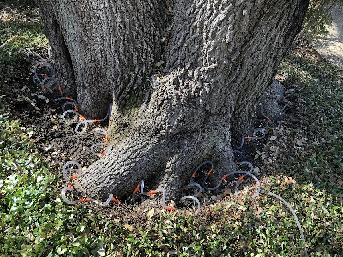 Detailed Tree Cabling and Bracing job site in Bowen